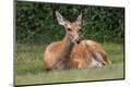 Photographic Print