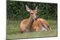 Photographic Print