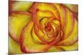 Premium Photographic Print
