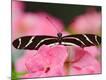 Premium Photographic Print