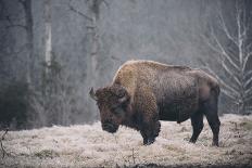 Solitary Bison IV-Adam Mead-Photographic Print
