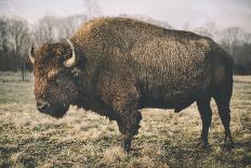 Solitary Bison IV-Adam Mead-Photographic Print