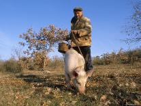 Truffle Producer with Pig Searching for Truffles in January, Quercy Region, France-Adam Tall-Photographic Print