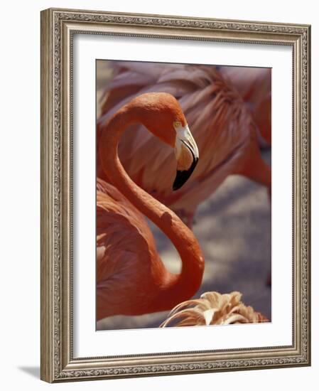 Adastra Gardens, Pink Flamingo, Nassau, Bahamas, Caribbean-Greg Johnston-Framed Photographic Print