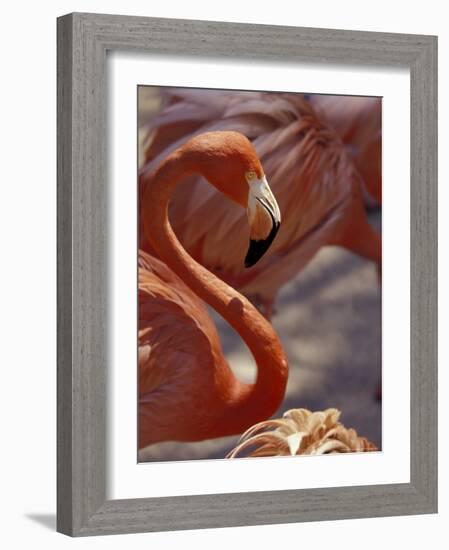 Adastra Gardens, Pink Flamingo, Nassau, Bahamas, Caribbean-Greg Johnston-Framed Photographic Print