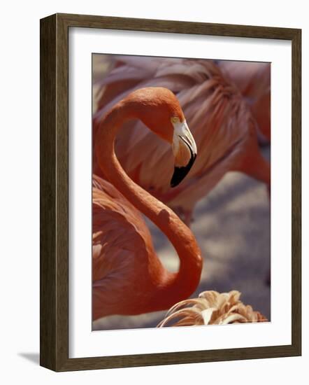 Adastra Gardens, Pink Flamingo, Nassau, Bahamas, Caribbean-Greg Johnston-Framed Photographic Print