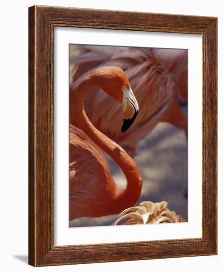 Adastra Gardens, Pink Flamingo, Nassau, Bahamas, Caribbean-Greg Johnston-Framed Photographic Print