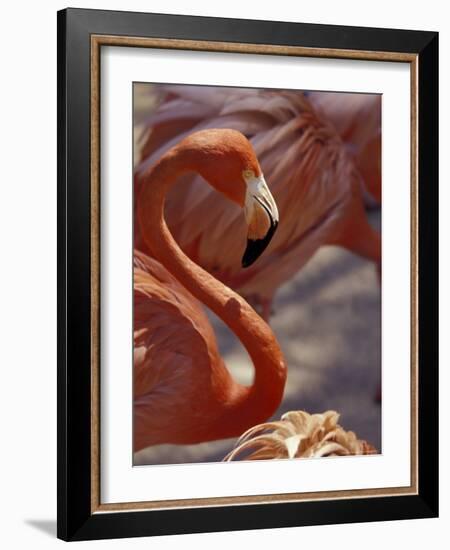 Adastra Gardens, Pink Flamingo, Nassau, Bahamas, Caribbean-Greg Johnston-Framed Photographic Print