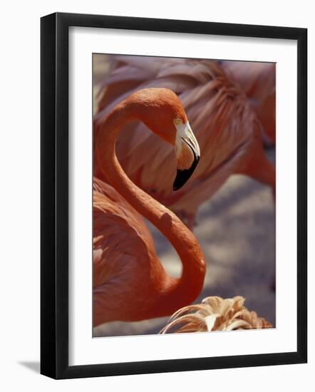 Adastra Gardens, Pink Flamingo, Nassau, Bahamas, Caribbean-Greg Johnston-Framed Photographic Print
