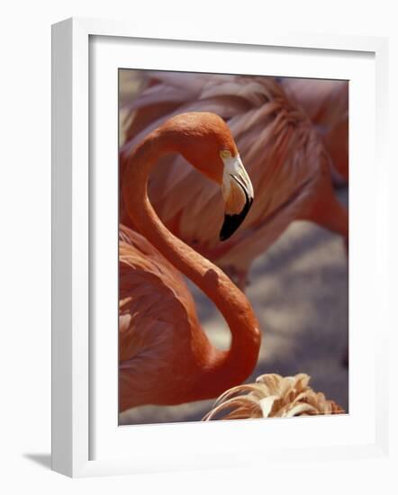 Adastra Gardens, Pink Flamingo, Nassau, Bahamas, Caribbean-Greg Johnston-Framed Photographic Print