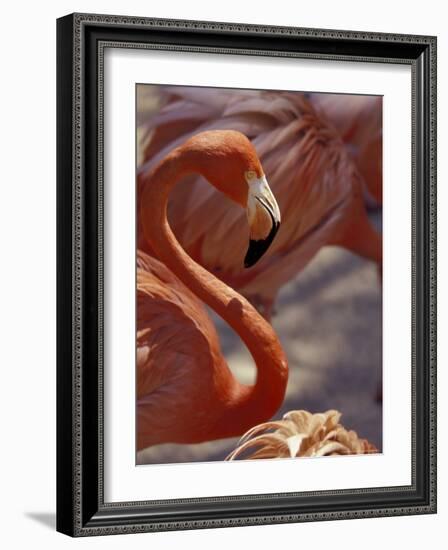 Adastra Gardens, Pink Flamingo, Nassau, Bahamas, Caribbean-Greg Johnston-Framed Photographic Print