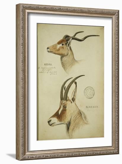 Addax and Blaue Bock, C.1863-John Hanning Speke-Framed Giclee Print