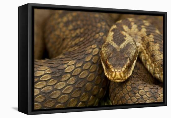 Adder (Vipera Berus) Basking in the Spring, Staffordshire, England, UK, April-Danny Green-Framed Premier Image Canvas