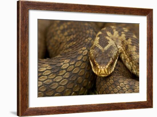 Adder (Vipera Berus) Basking in the Spring, Staffordshire, England, UK, April-Danny Green-Framed Photographic Print