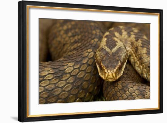 Adder (Vipera Berus) Basking in the Spring, Staffordshire, England, UK, April-Danny Green-Framed Photographic Print