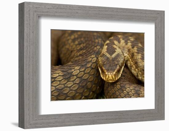 Adder (Vipera Berus) Basking in the Spring, Staffordshire, England, UK, April-Danny Green-Framed Photographic Print