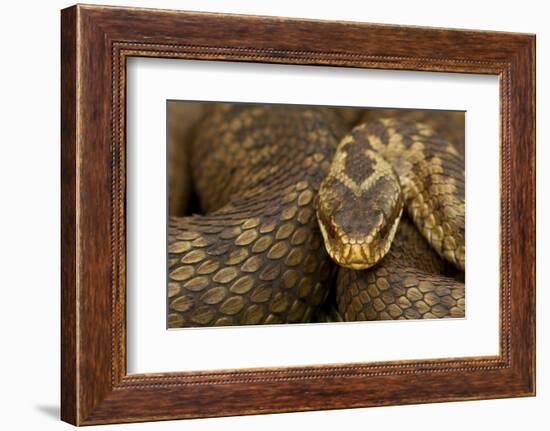 Adder (Vipera Berus) Basking in the Spring, Staffordshire, England, UK, April-Danny Green-Framed Photographic Print