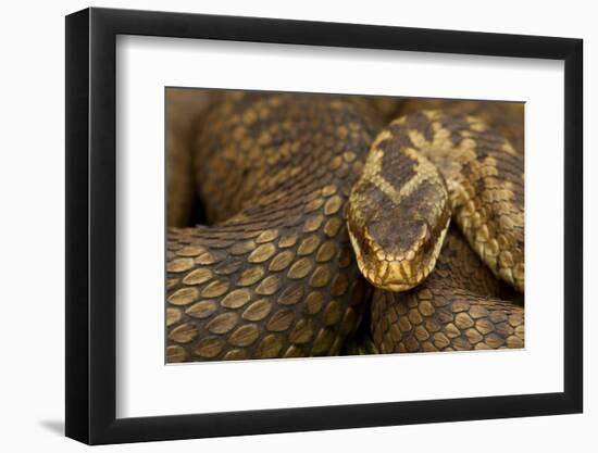 Adder (Vipera Berus) Basking in the Spring, Staffordshire, England, UK, April-Danny Green-Framed Photographic Print