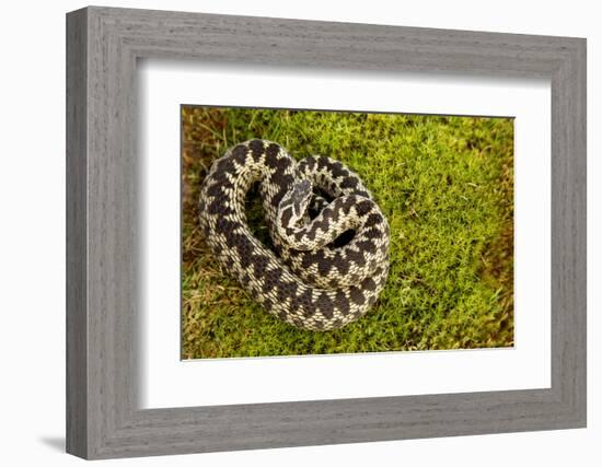 Adder (Vipera Berus) Coiled, Basking on Moss in the Spring Sunshine, Staffordshire, England, UK-Danny Green-Framed Photographic Print