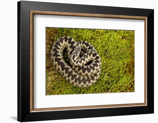 Adder (Vipera Berus) Coiled, Basking on Moss in the Spring Sunshine, Staffordshire, England, UK-Danny Green-Framed Photographic Print