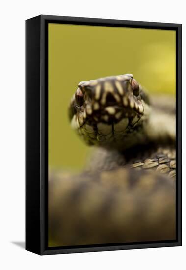 Adder (Vipera Berus) Portrait, Staffordshire, England, UK, April-Danny Green-Framed Premier Image Canvas