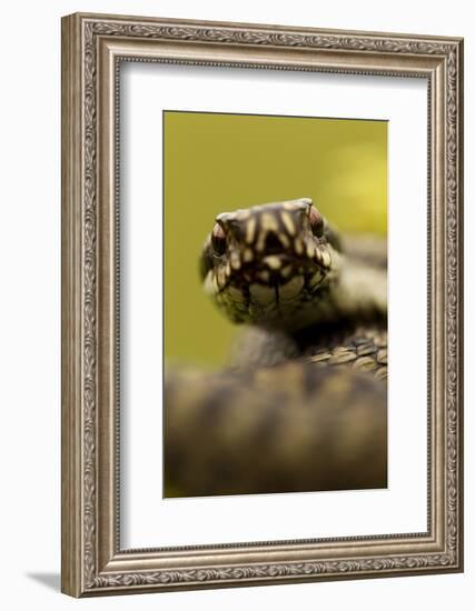 Adder (Vipera Berus) Portrait, Staffordshire, England, UK, April-Danny Green-Framed Photographic Print