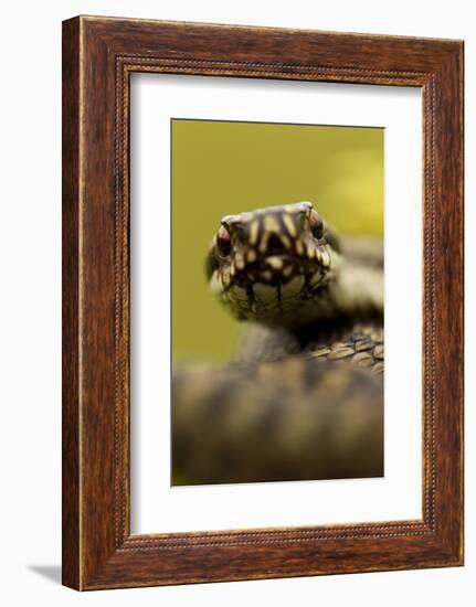 Adder (Vipera Berus) Portrait, Staffordshire, England, UK, April-Danny Green-Framed Photographic Print