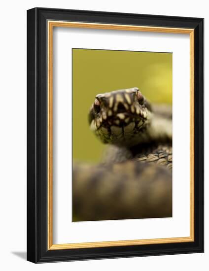 Adder (Vipera Berus) Portrait, Staffordshire, England, UK, April-Danny Green-Framed Photographic Print