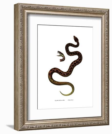 Adder-null-Framed Giclee Print