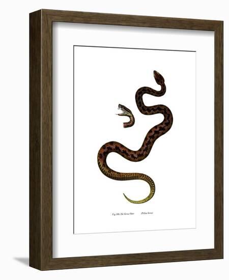 Adder-null-Framed Giclee Print