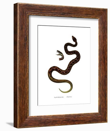 Adder-null-Framed Giclee Print