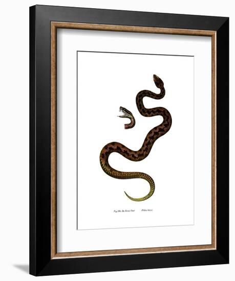 Adder-null-Framed Giclee Print