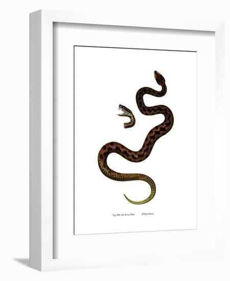 Adder-null-Framed Giclee Print