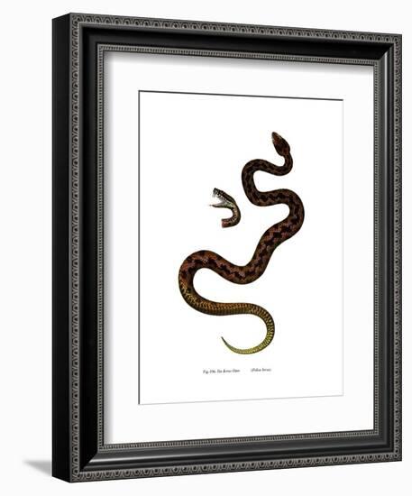 Adder-null-Framed Giclee Print