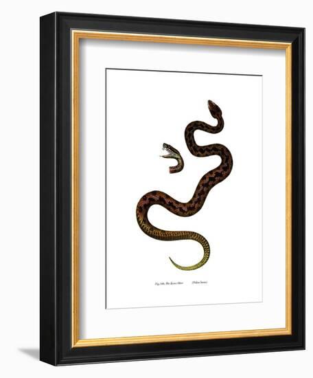 Adder-null-Framed Giclee Print