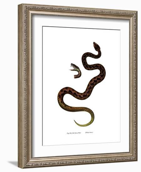 Adder-null-Framed Giclee Print