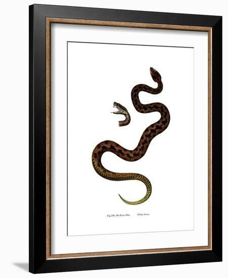 Adder-null-Framed Giclee Print