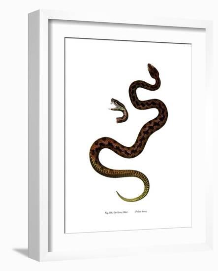 Adder-null-Framed Giclee Print