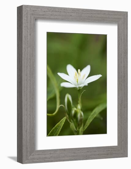 addersmeat, Stellaria holostea, blossom, close-up-David & Micha Sheldon-Framed Photographic Print