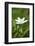 addersmeat, Stellaria holostea, blossom, close-up-David & Micha Sheldon-Framed Photographic Print