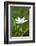 addersmeat, Stellaria holostea, blossom, close-up-David & Micha Sheldon-Framed Photographic Print