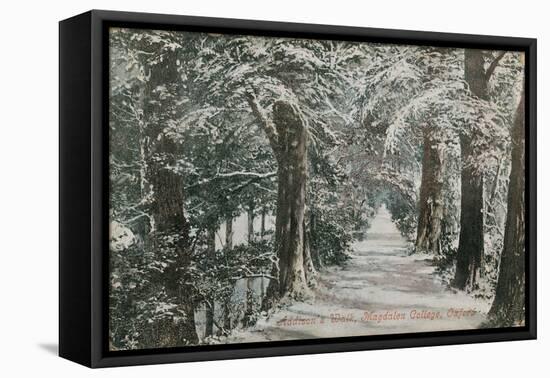 Addison's Walk, Magdalen College, Oxford. Postcard Sent in 1913-English Photographer-Framed Premier Image Canvas