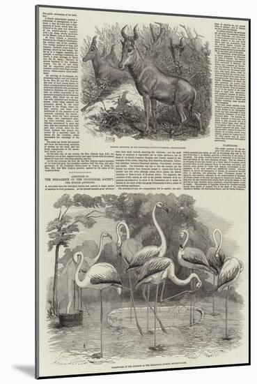Additions to the Menagerie of the Zoological Society-null-Mounted Giclee Print