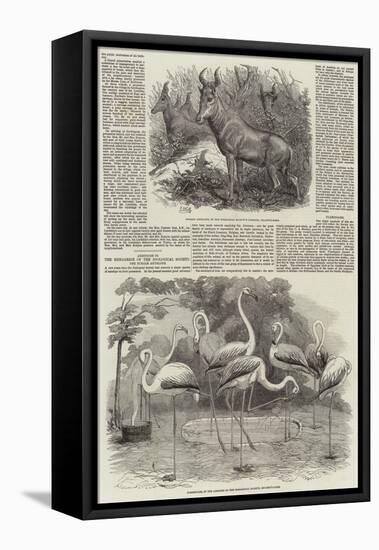 Additions to the Menagerie of the Zoological Society-null-Framed Premier Image Canvas