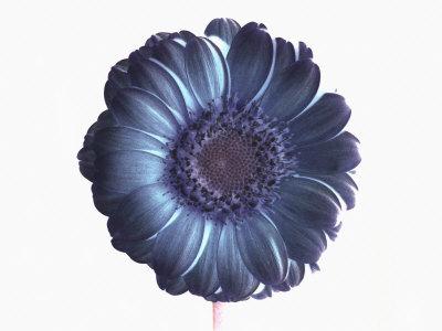 De-Saturated Flower Photographic Print - Ade Groom | Art.com