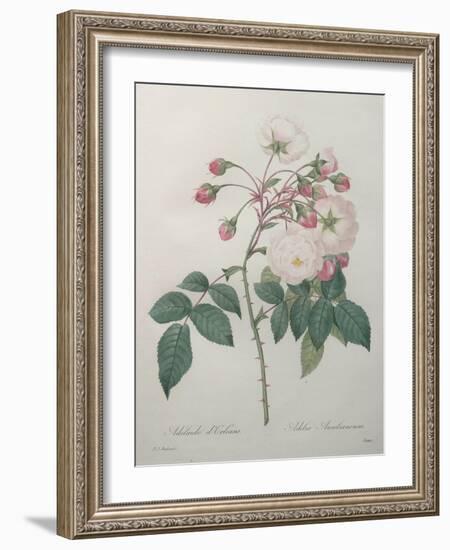 Adelaide of Orleans Rose-Pierre-Joseph Redoute-Framed Art Print