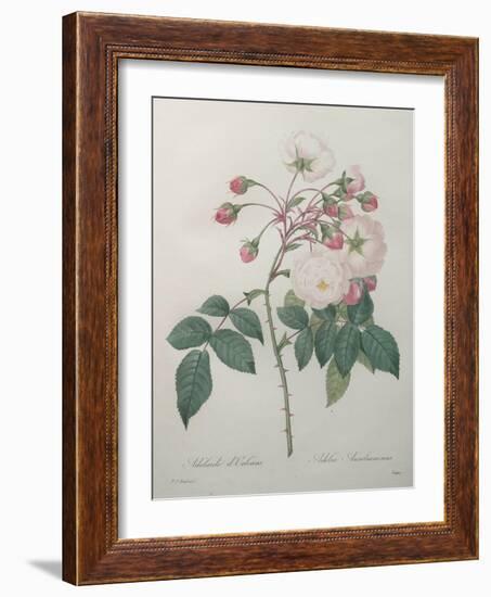 Adelaide of Orleans Rose-Pierre-Joseph Redoute-Framed Art Print