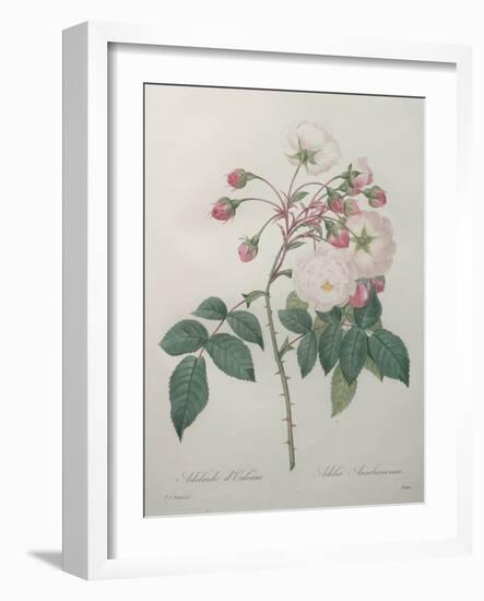 Adelaide of Orleans Rose-Pierre-Joseph Redoute-Framed Art Print