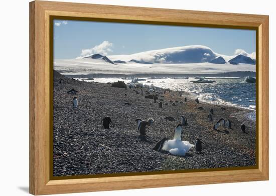 Adelie and gentoo penguins, Brown Bluff, Tabarin Peninsula, Antarctica, Polar Regions-Michael Runkel-Framed Premier Image Canvas