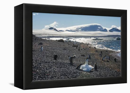 Adelie and gentoo penguins, Brown Bluff, Tabarin Peninsula, Antarctica, Polar Regions-Michael Runkel-Framed Premier Image Canvas